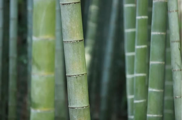 顶固全屋定制营销总经理但咸熙：净纯竹香板，引领家居行业变革